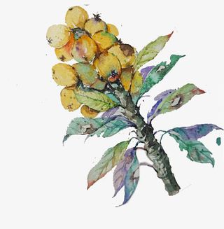 枇杷手绘元素免抠