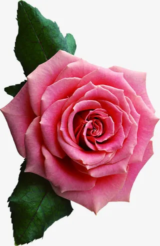 粉色大牡丹花元素免抠