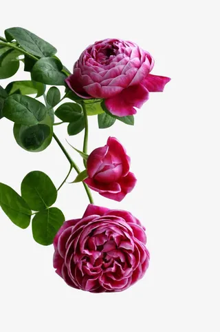 绿叶绽放花朵免抠