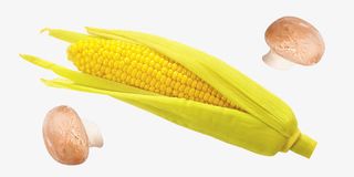 玉米棒素材免抠