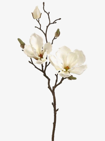 白色花朵免抠