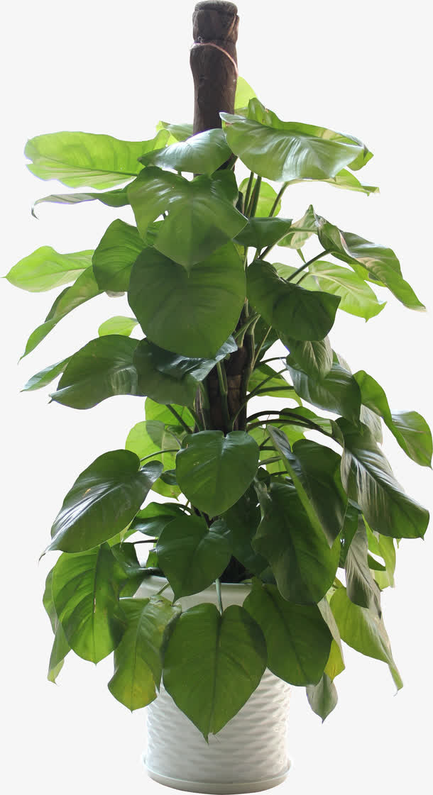 树藤 藤蔓 绿色植物 绿色免抠