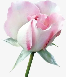 粉红玫瑰花免抠