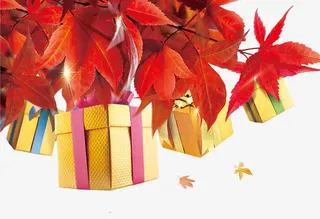 枫叶礼盒免抠