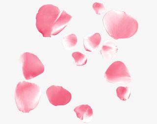 粉色桃花花瓣免抠