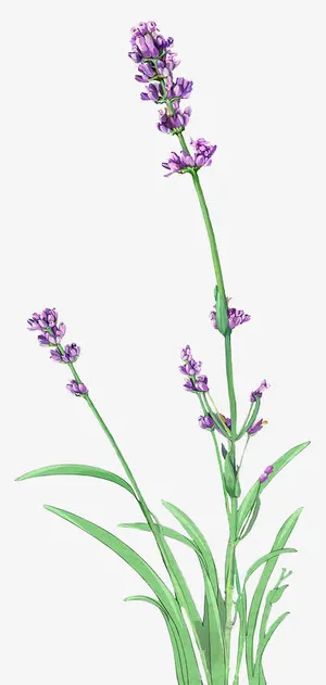 薰衣草免抠 薰衣草免抠