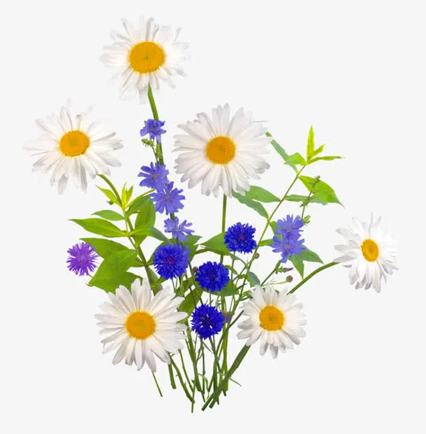 白色菊花花草装饰图案免抠