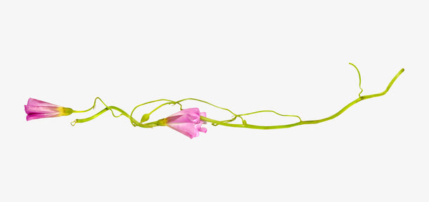 花边 底纹 装饰 粉色 绿色免抠
