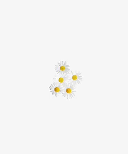 花卉免抠