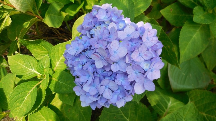 浅紫色绣球花，花朵，绿叶，春天高清