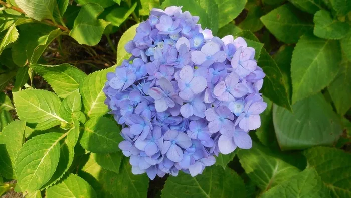 浅紫色绣球花，花朵，绿叶，春天高清