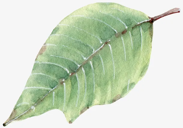 手绘水彩绿色树叶免抠