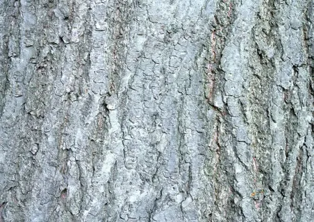 树皮免抠 树皮免抠