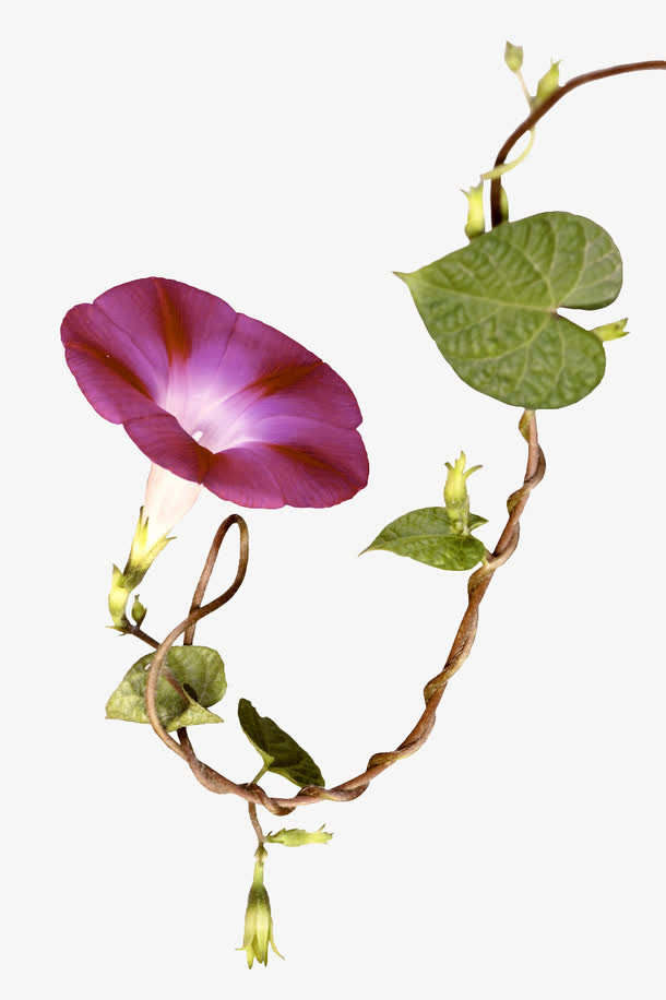 紫色喇叭花免抠