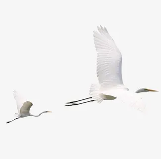 飞起的大雁免抠