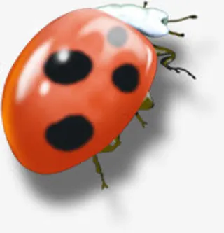 爬动的七星瓢虫免抠