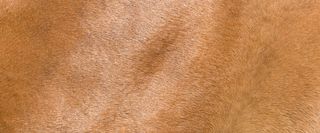 皮毛背景高清