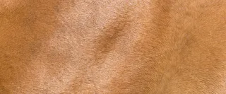 皮毛背景高清