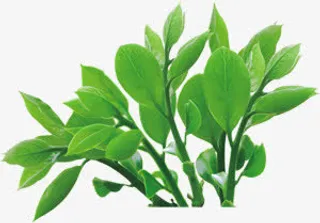 绿色春天树叶春姿免抠