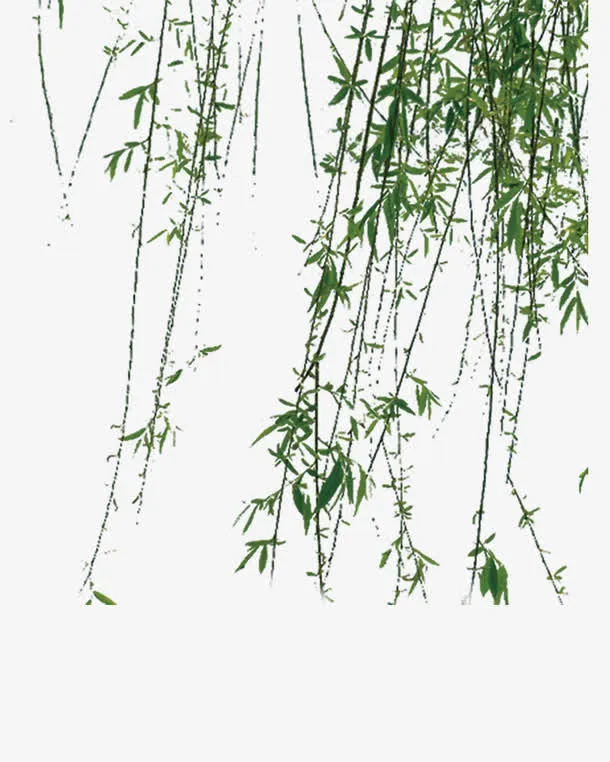 垂下的柳枝免抠