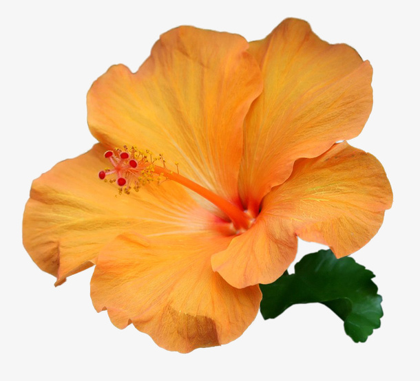 橙色花朵免抠