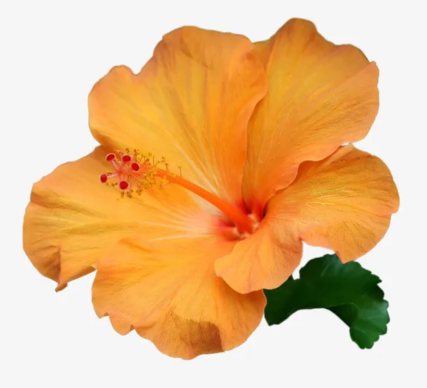 橙色花朵免抠