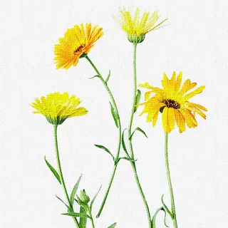 黄色小雏菊免抠