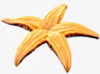 夏日沙滩金黄色海星免抠