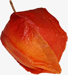 手绘灯笼果免抠