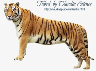 装饰植物花卉素材免抠