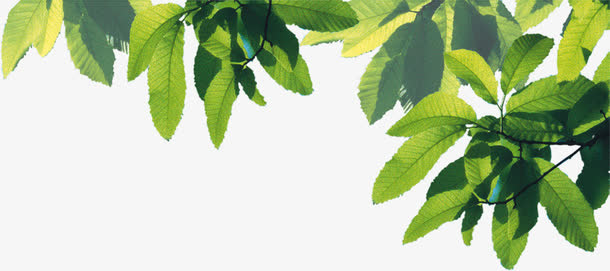 绿色植物树叶卡通夏日免抠