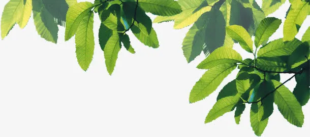 绿色植物树叶卡通夏日免抠