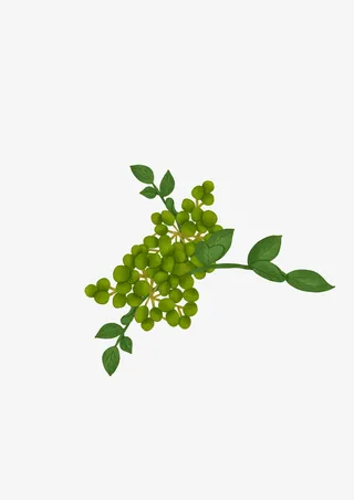 绿色花椒手绘插画免抠
