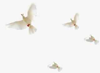 清新文艺春季白鸽免抠