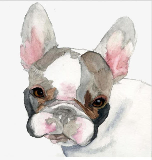 白色斗牛犬免抠