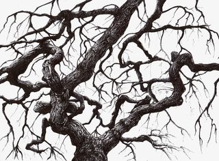 弯曲的树枝免抠