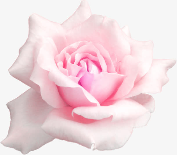 粉色玫瑰花瓣免抠