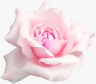 粉色玫瑰花瓣免抠