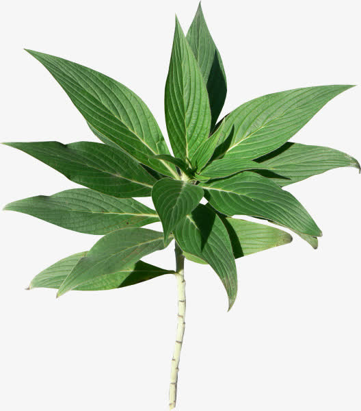 花瓣 绿叶 PNG免抠图素材免抠