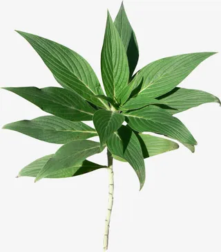 花瓣 绿叶 PNG免抠图素材免抠