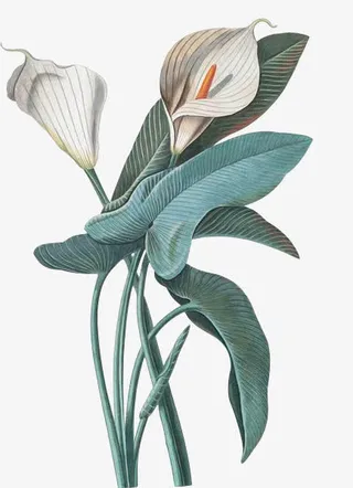 白掌花卉春季素材免抠