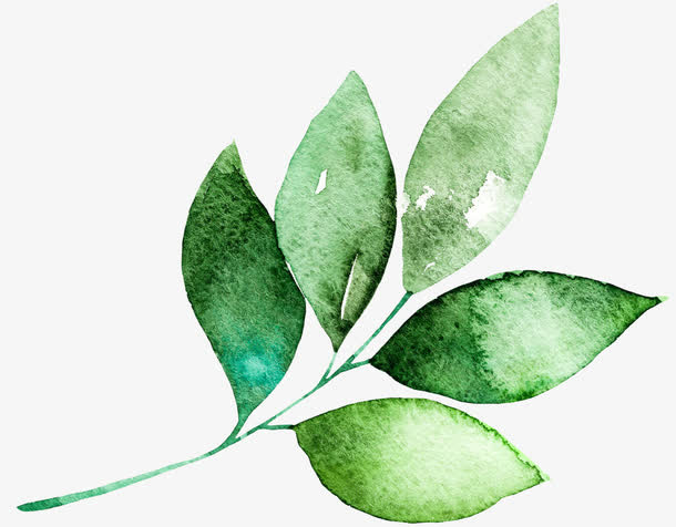 手绘绿色叶子免抠
