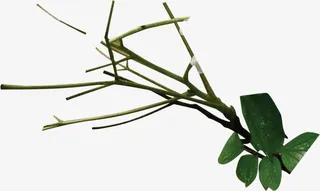 绿色生长树枝春天免抠