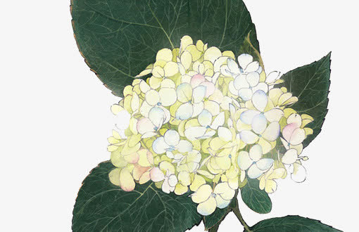 黄白色花朵大片绿叶免抠