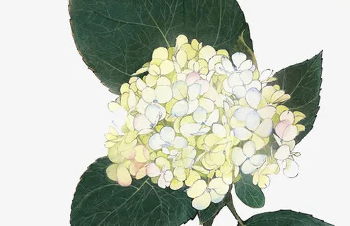 黄白色花朵大片绿叶免抠