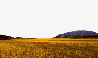 风吹麦浪起免抠