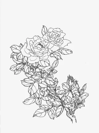 牡丹花素材免抠