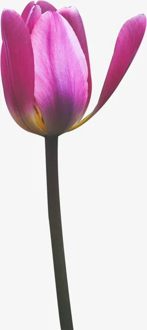 春天绿色粉色一株花玉兰花免抠 春天绿色粉色一株花玉兰花免抠