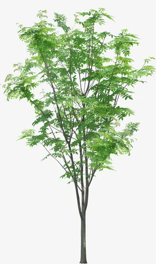 绿色的树苗免抠