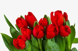 红色郁金香图片免抠